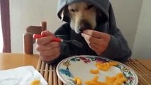 doggy  eating food