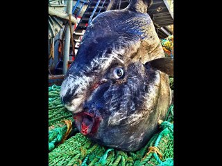 Sibiryadan çıkan garip canlılar