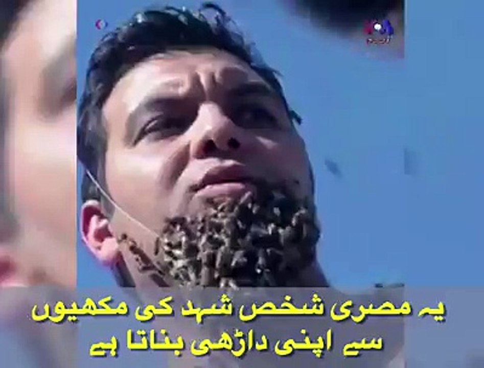 The Egyptian man makes his beard bees, they show that they kattyn not without reason. He wants to make a new world reco