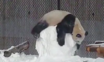 Un panda joue avec un bonhomme de neige !