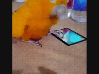 Прикол с попугаем