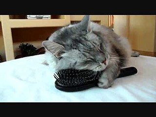 Кот сам причесывается