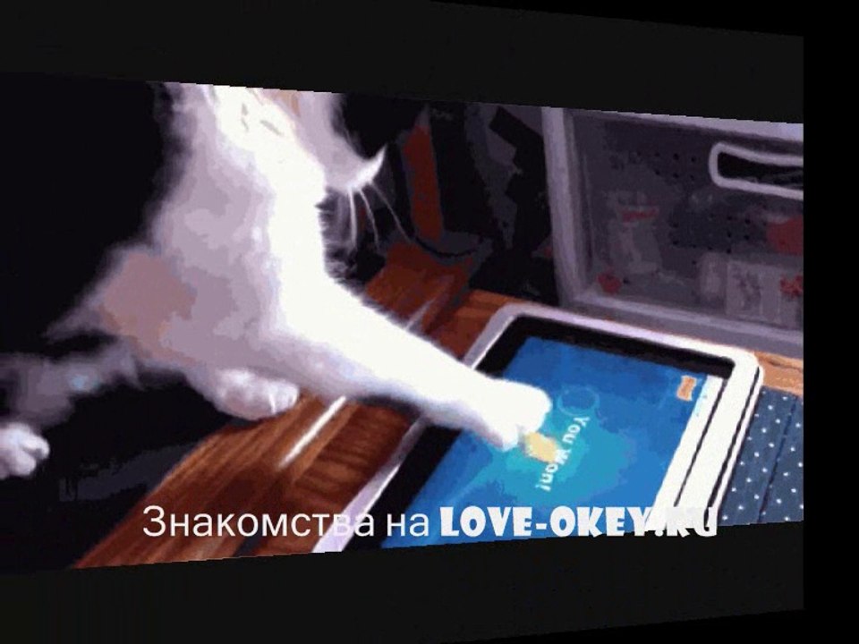 Коты и планшеты - приколы.