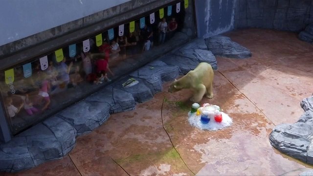 Polar Bear Celebrates 26th Birthday In Singapore Zoo