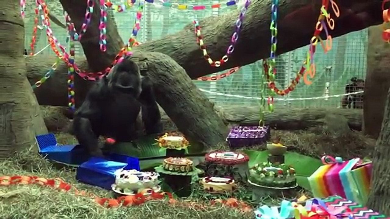 World's Oldest Gorilla Birthday