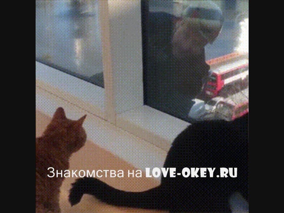 Коты и мойщики окон - прикол