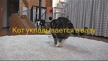 Кот укладывается в вазу