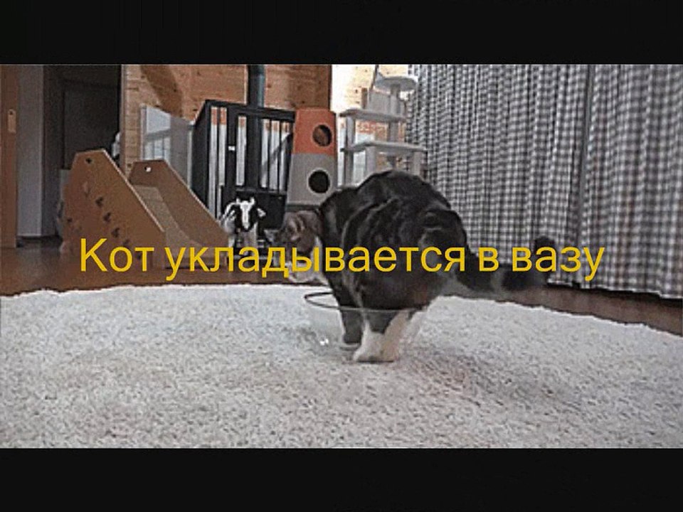 Кот укладывается в вазу