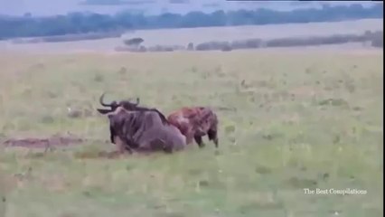 Wild_animals_fight_to_death___Crazy_animal_attack,_animal_fight___Lion_,_Zebra,h