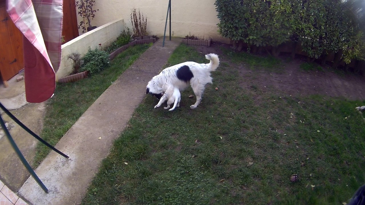 Tartine et Elfie amies pour la vie