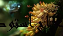 sura buruuj  سورة البروج با ترجمه دری