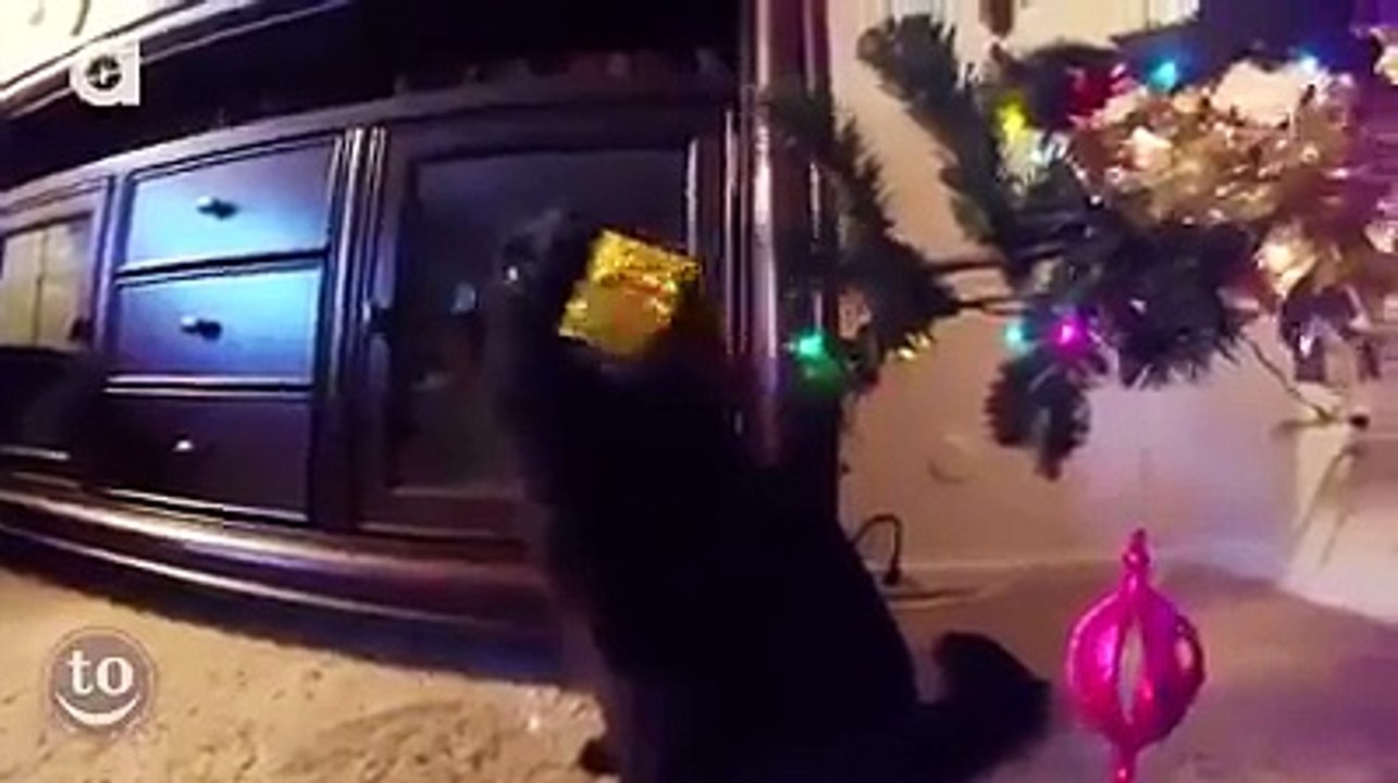 Котозаговор