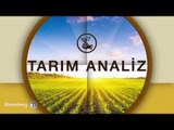 Tarım Analiz | Zeytinyağı | 17 Ağustos 2016