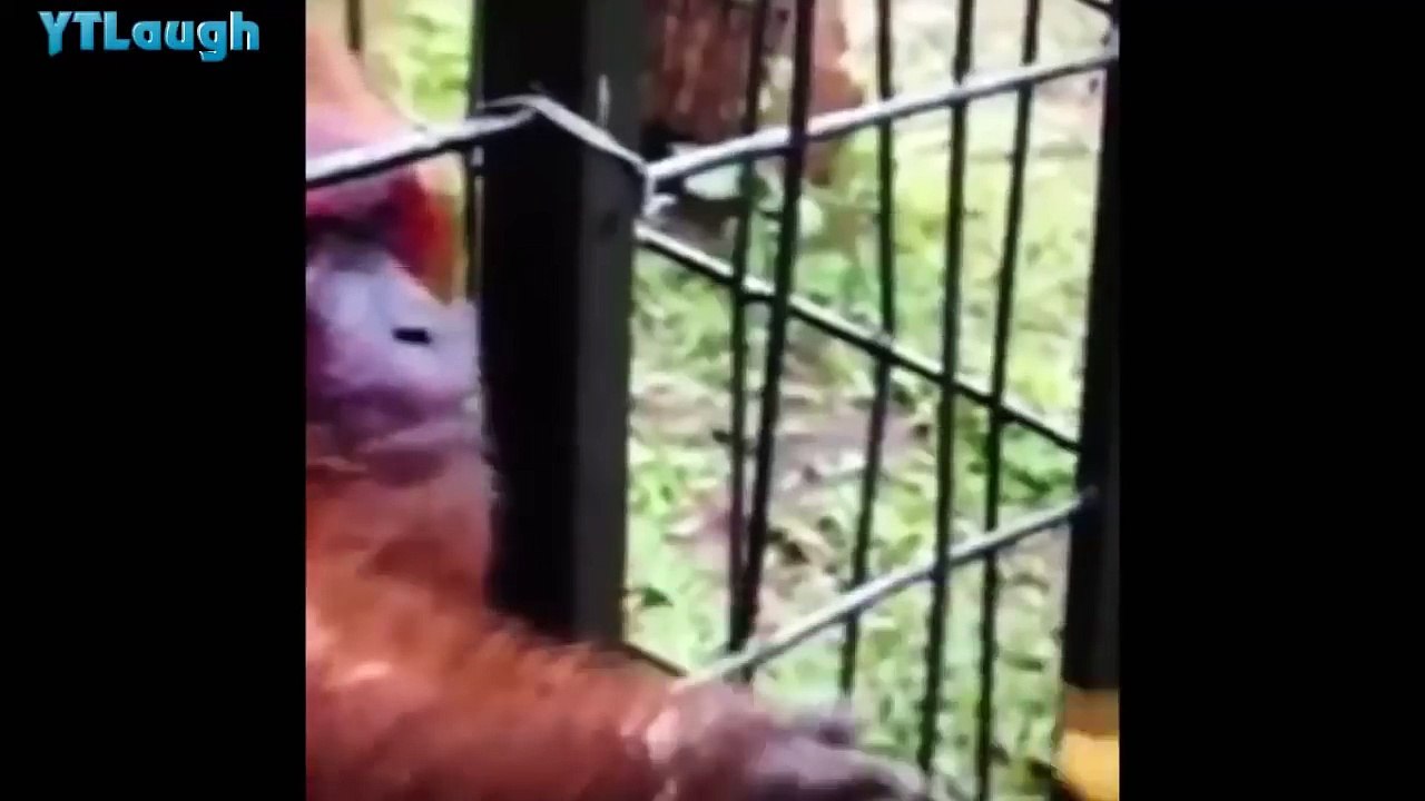 Funny videos 2016  HARDEST try not to laugh challenge