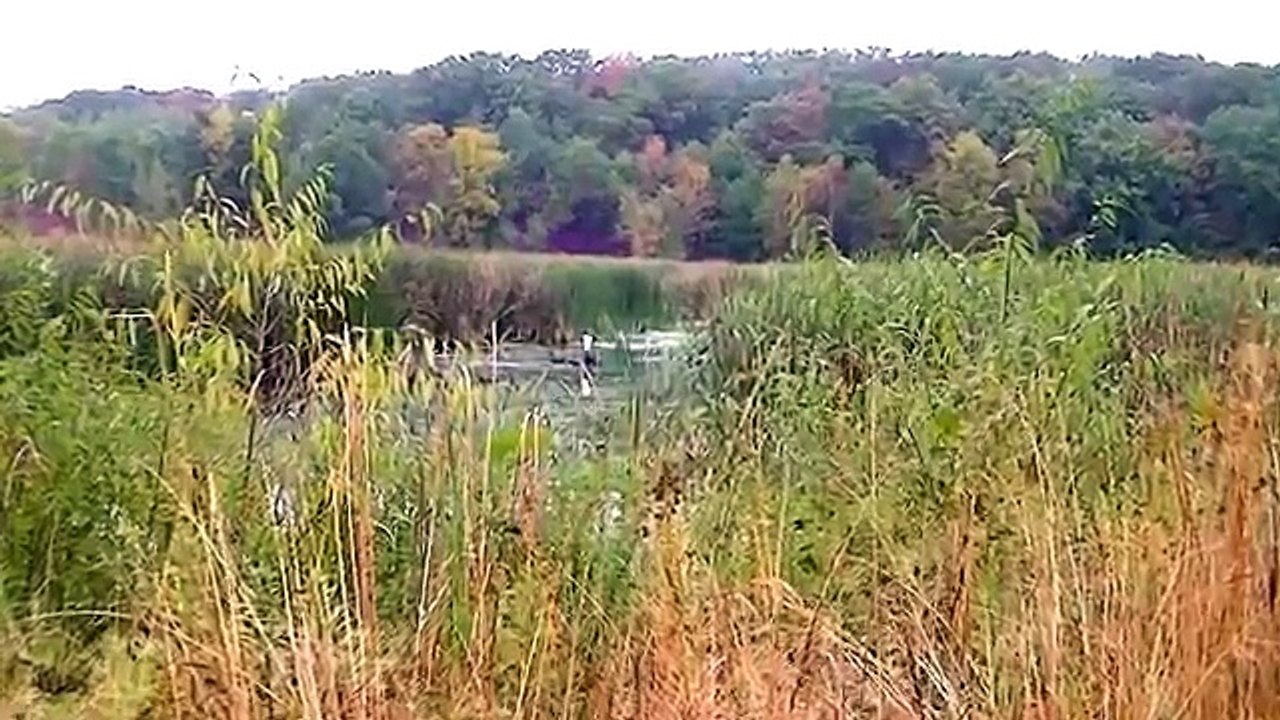 Wild Animal Video For Kids ! 100 + Clips and Animals ! Most Amazing Nature Video Ever !