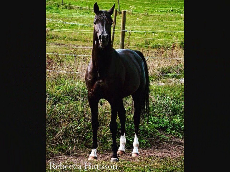 CW RIH BLACK ARABIAN HORSE and his progeny