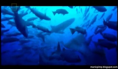 Natgeo  - Grandes migrações - Chamada