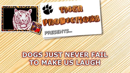 Dogs just never fail to make us laugh - Funny dog compilation