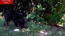 Funny Dogs Protecting Bone - Funny Dog Videos - Dog Funny Video