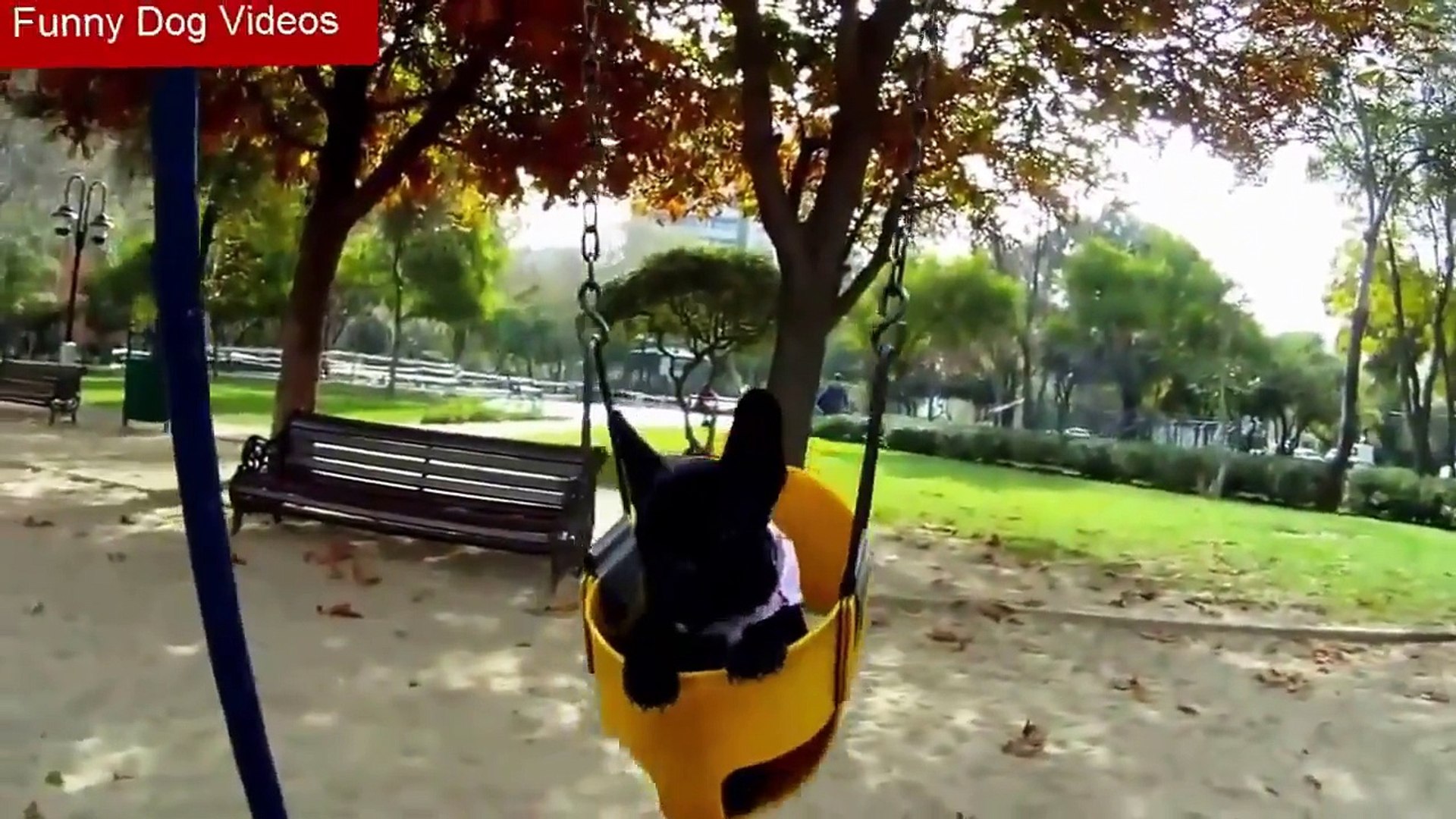 ⁣Funny Puppy Dog Videos - Funny Dog Videos - Dog Funny Video