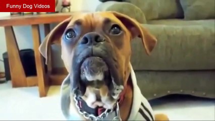 Funny Talking Dog Videos - Funny Dog Videos - Dog Funny Video