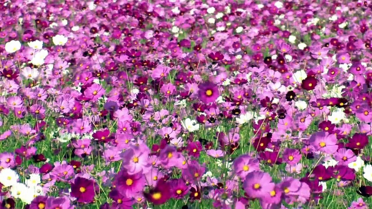 BBC.How.to.Grow.a.Planet.2of3.The.Power.of.Flowers.HDTV.x264.AAC.MVGroup.org