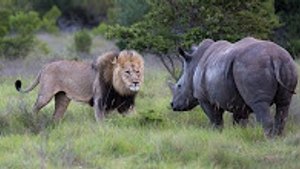 En İnanılmaz Vahşi Hayvan Kavgaları ►► Aslan Gergedan Leopar Timsah Hayvan Saldırıları Dövüşü