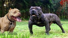 PİTBULL TERRİER mi PRESA CANARİO mu ►► Köpek Dövüşleri ve Köpek Kavgası Hakkında ► Dog Fights Facts