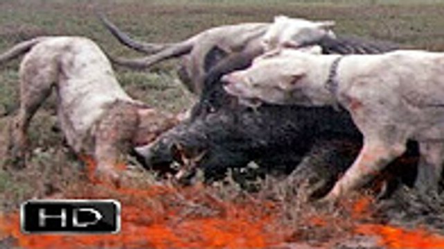 TOP 22 STRONGEST DOGS IN THE WORLD Dogo Argentino , Pitbull , Kangal powerfull güçlü köpekler