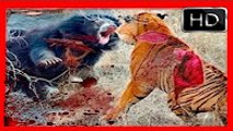Animal Fights Attacks Real Fight ►►lion vs tiger vs crocodile vs hippo, wild dogs, bear, wolf, hyena