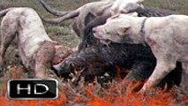 En Güçlü Köpekler ►► Dogo Argentino !!!, dogo arjantin yaban domuzu saldırısı, hayvan kavgası