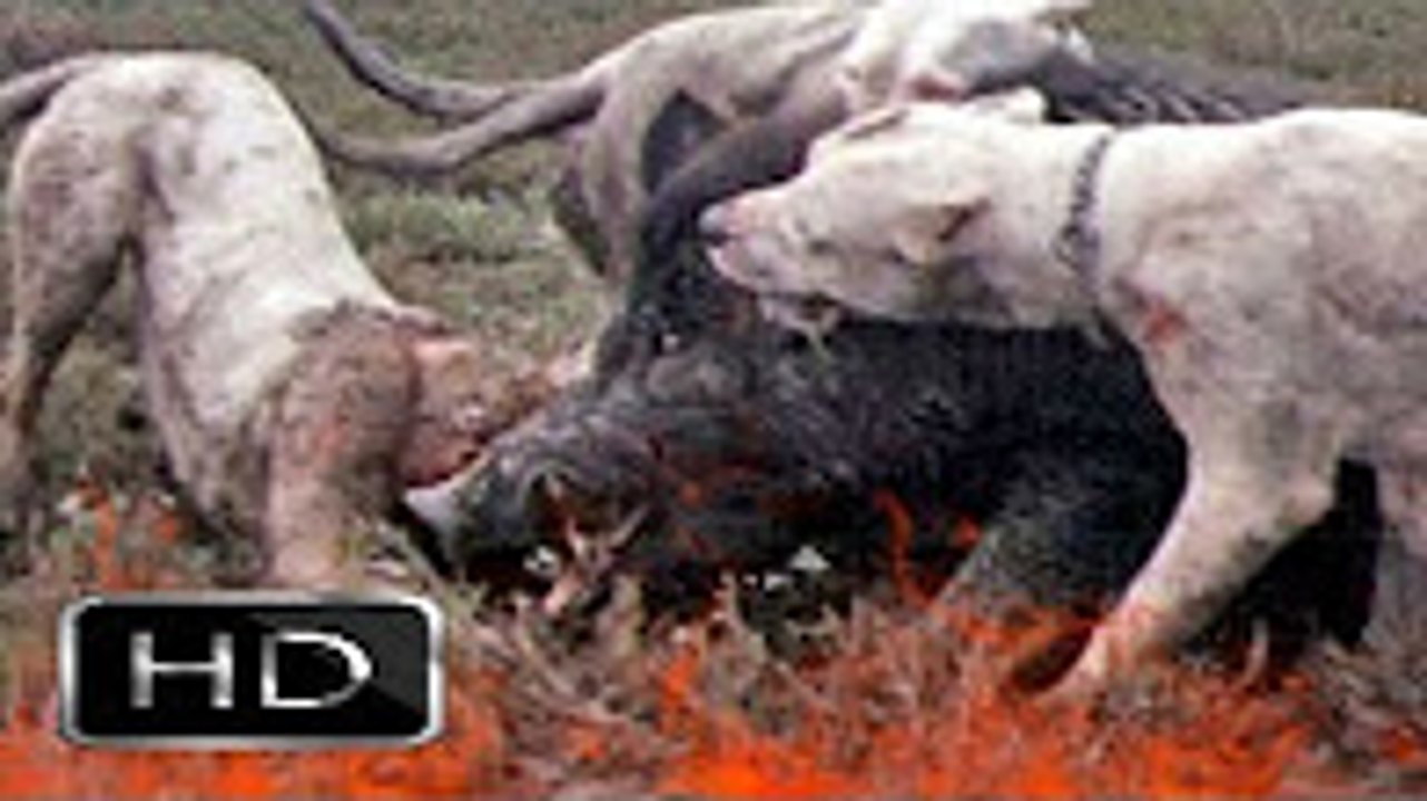En Güçlü Köpekler ►► Dogo Argentino !!!, dogo arjantin yaban domuzu saldırısı, hayvan kavgası