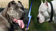 Dogo Argentino mu American Bandogge mu [[[ Sizce Hangisi ]]]   Dogo Arjantin, Amerikan Bandog..