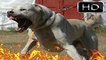 En Güçlü Köpekler; BÖLÜM 4 __ ALABAY [[[ ALABAİ ]]], strongest dogs, powerfull dog
