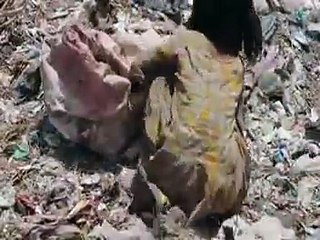 یہ ویڈیو ہر صاحب دل دیکھے اور ہر فرد تک پہنچا دے. شاید دل کچھ نرم ہوجائے