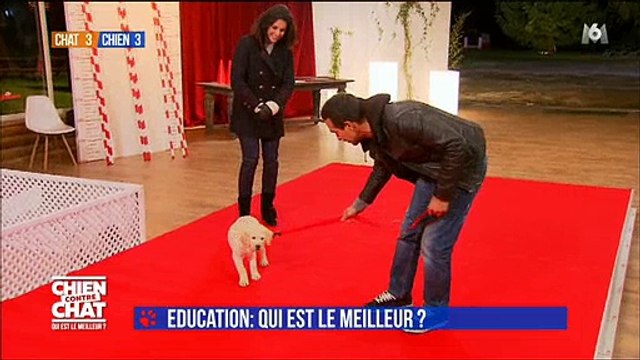 Quelques conseils d'un éducateur de chiens pour apprendre les classiques à votre chiot - Regardez