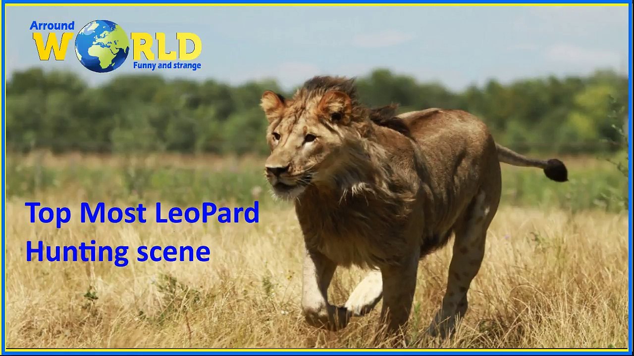 top most leopard hunting Scenes