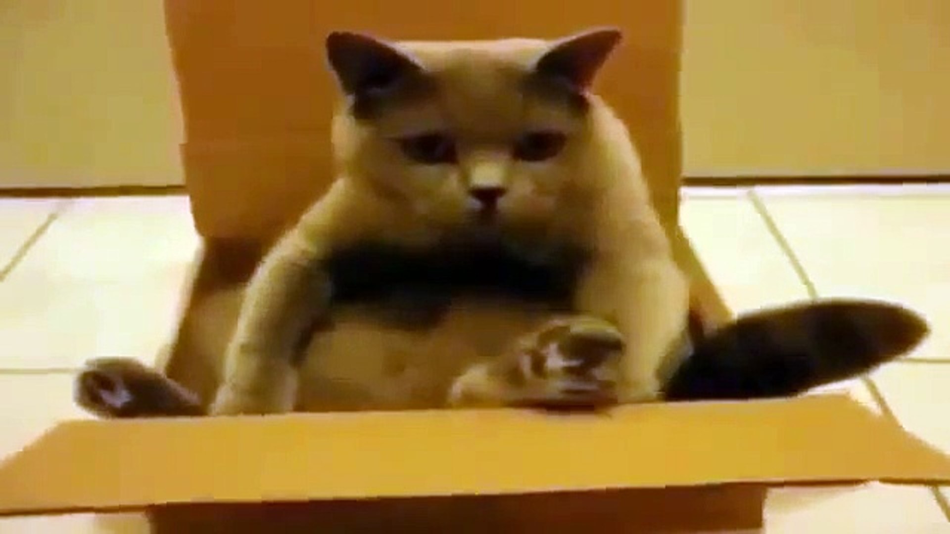 ⁣Funny Animals Funny Cats, Funny Dogs & Animals Animals Funny 2016