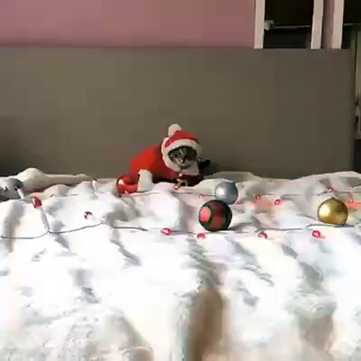 Cute Santa Claus  Cate