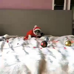 Cute Santa Claus  Cate