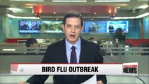 Korea culls over 26 million birds in 40 days as avian influenza epidemic rages on