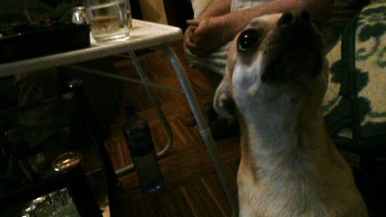 zeus qui veux pas qu ont sapproche de  mamie !!!!!!!!!!!!