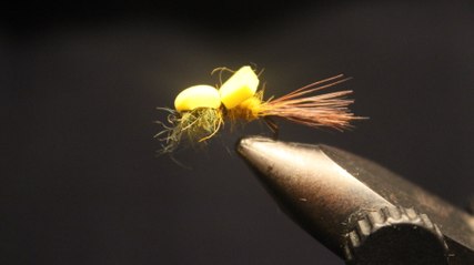 la hatching mayfly