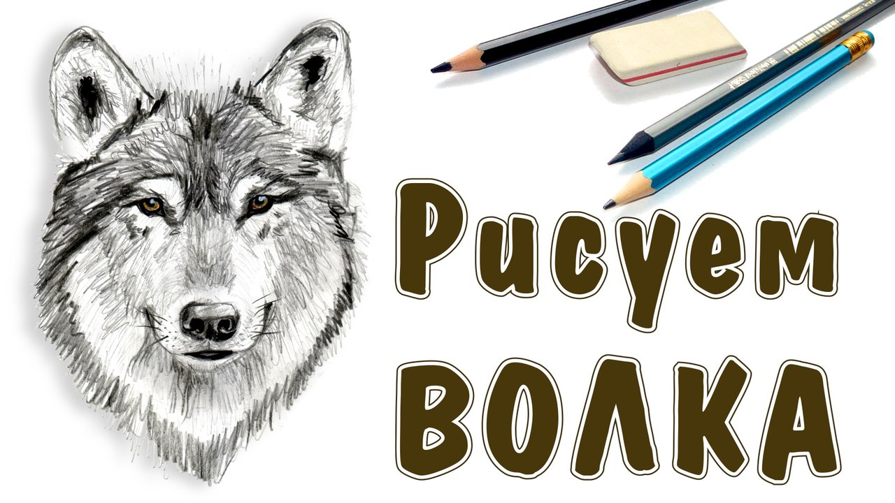 КАК НАРИСОВАТЬ ВОЛКА. How to draw a wolf