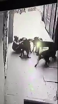 Une meute de chiens s'attaque un homme !