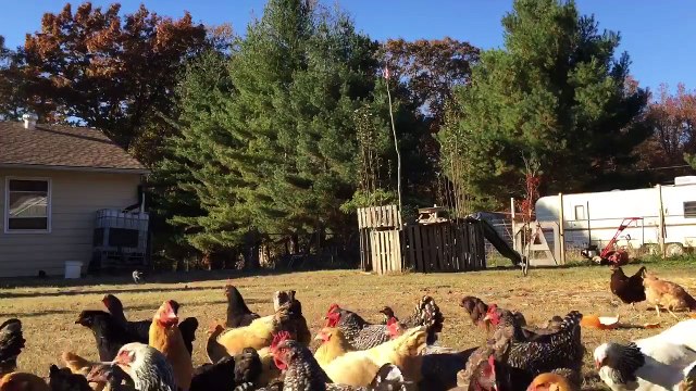 Un homme est poursuivi par des poules !