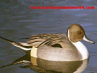 kıl kuyruk ordek sesı