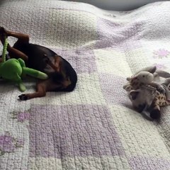 Hey mais c'est mon jouet! Chien VS Chat