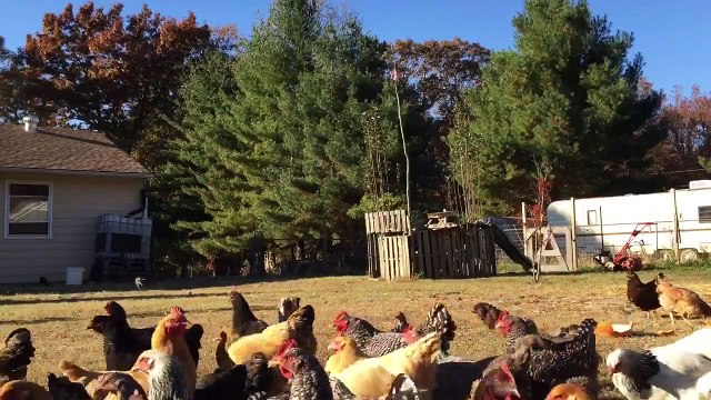 Attaqué par... des poules! ahaha