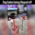 Funny Dog Hates Being Flipped Off